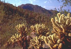 Cholla