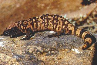 Gila Monster