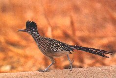 Roadrunner