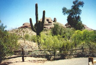 Saguaro